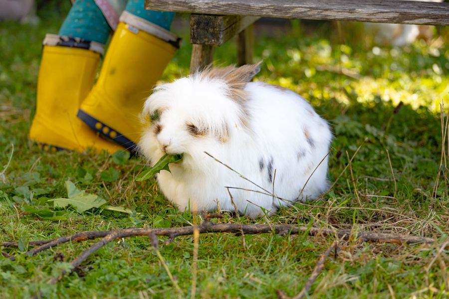 Kaninchen und Kinderfüße in Gummistiefeln