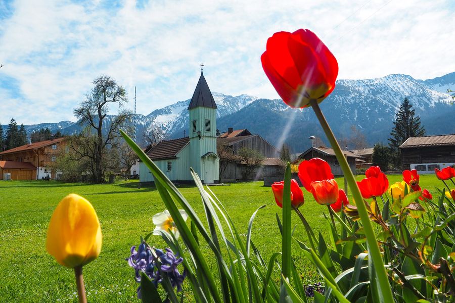 Tulpen vor Kirche und Bergen