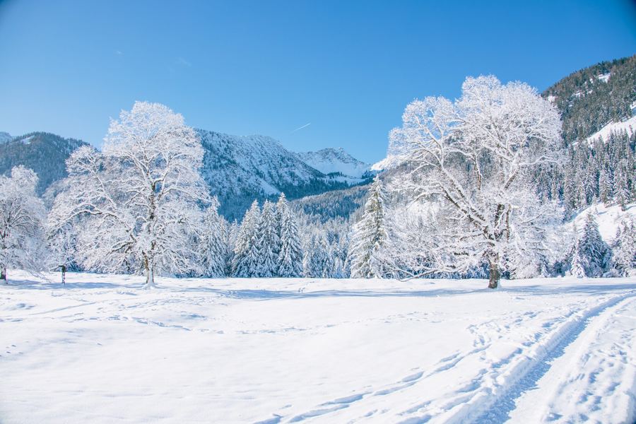 Verschneite Bäume in der Wintersonne